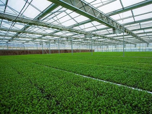 Serra di verdure agricola leggera prefabbricata Q235 ISO9001 della struttura d'acciaio