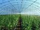 Serra di verdure agricola leggera prefabbricata Q235 ISO9001 della struttura d'acciaio