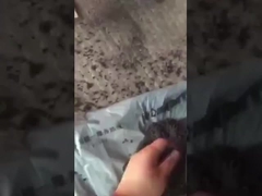 Video di lavoro della granulazione del fertilizzante a sfera