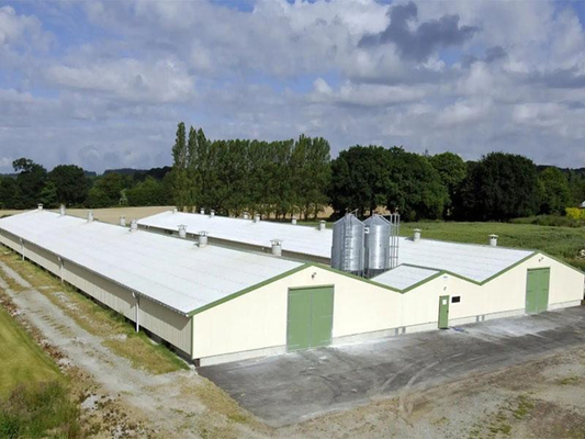 Azienda avicola del pollo e del gruppo di lavoro di produzione del magazzino della struttura d'acciaio di XDEM