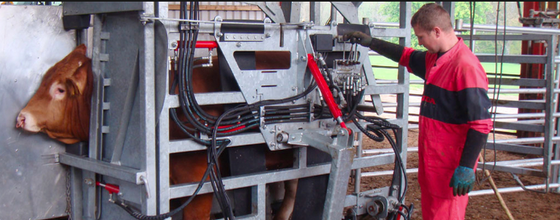 Powder Coated Corrosion Resistant Livestock Equipment for Low Maintenance Animal Restraint