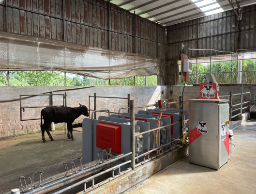Apparecchiature per l'allevamento in polvere rivestita resistente alla corrosione Crush bovine per un basso mantenimento di ritenuta per animali paracadute per mucche per uso veterinario in azienda agricola