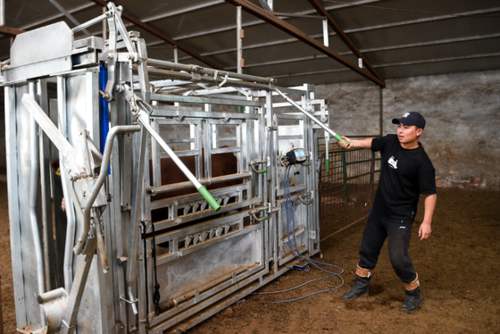 Apparecchiature per l'allevamento in polvere rivestita resistente alla corrosione Crush bovine per un basso mantenimento di ritenuta per animali paracadute per mucche per uso veterinario in azienda agricola