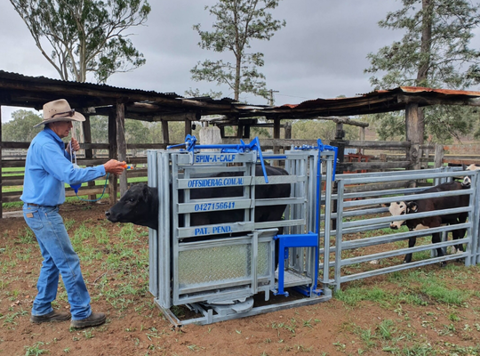Apparecchiature per l'allevamento in polvere rivestita resistente alla corrosione Crush bovine per un basso mantenimento di ritenuta per animali paracadute per mucche per uso veterinario in azienda agricola