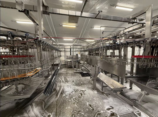 Controllo PLC attrezzature semiautomatiche di macellazione in acciaio inossidabile per suini bovini e ovini