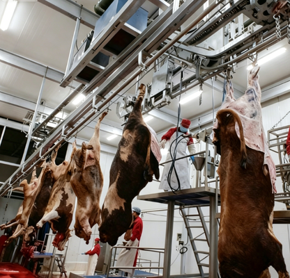Apparecchiature per l'abbattimento in acciaio inossidabile con controllo PLC e norma GB per una lavorazione efficiente della carne